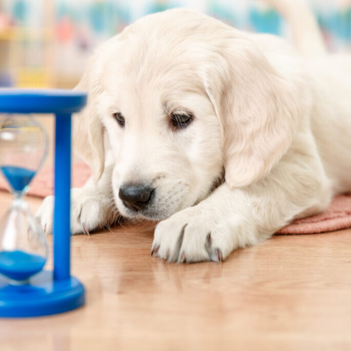 labrador retriever puppy watching at the hourglass