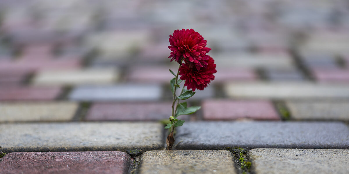 Red chrysanthemum growing through paving stones on street, close up. Flower growing on paving stone road background